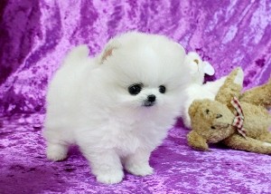 Pomeranian puppies for sale 