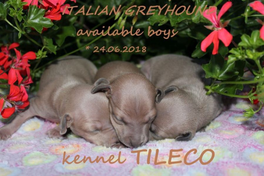 Italian Greyhound beautiful puppies with pedigree