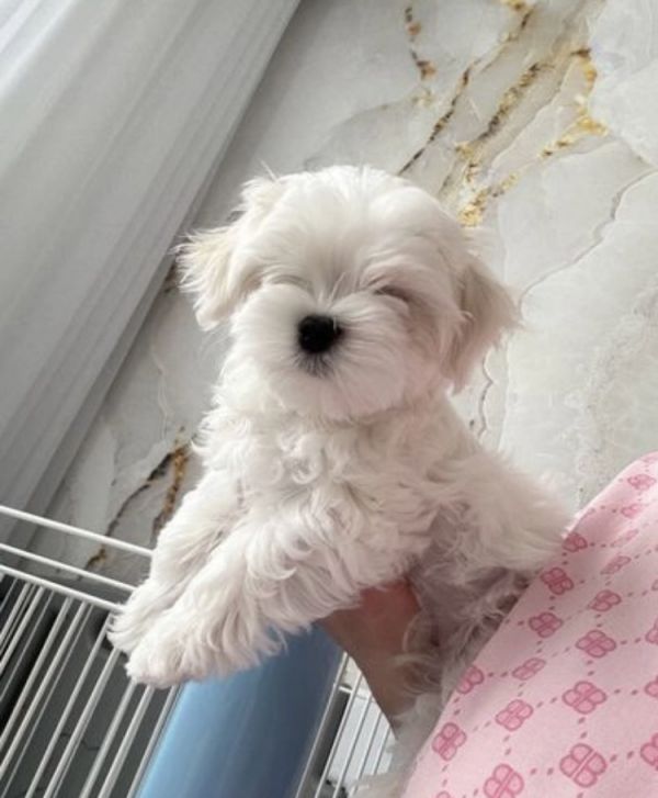 Cute playmate Maltese 