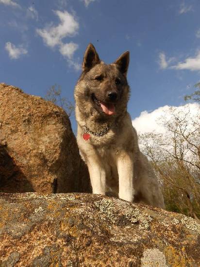 Norwegian Elkhound beautiful puppies with pedigree