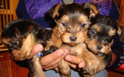 KC registered little yorkie puppy for sale 