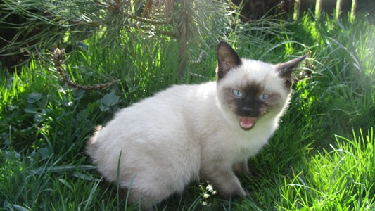 Mekong Bobtail adorable kittens from CZ cattery
