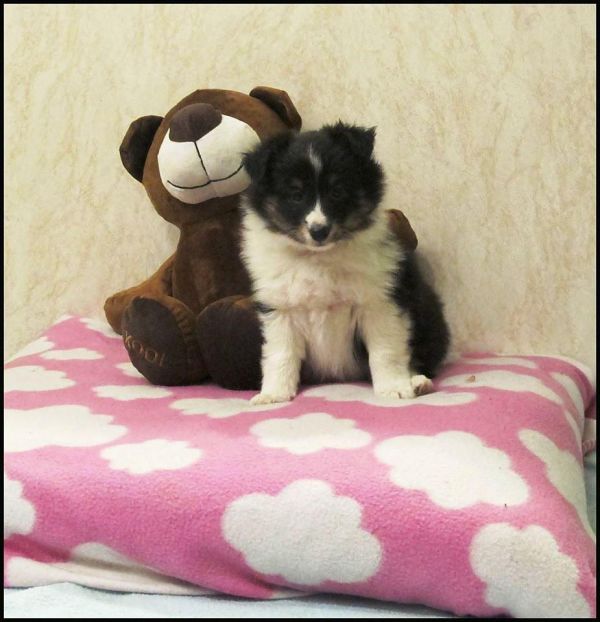 Availiable sheltie female