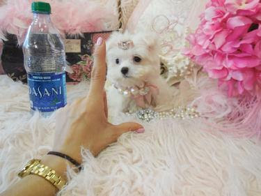 Excellent maltese puppies for sale