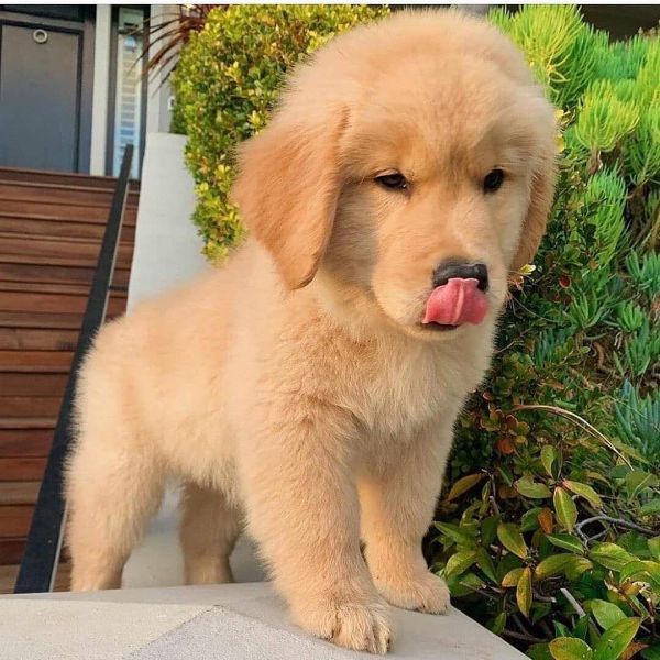 12 weeks old golden retriever puppy for sale