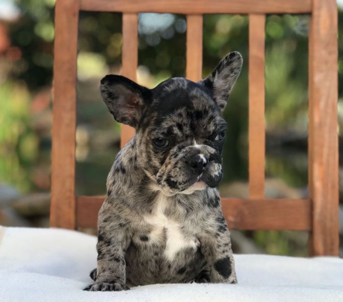 Merle French Bulldogs