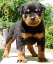 Top Quality Rottweiler Puppies for adoption to caring Homes