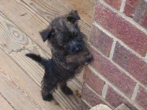 Beautiful Cairn Terrier Puppies for sale 