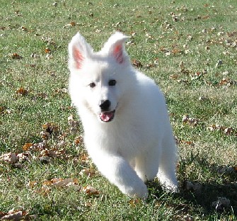 sweet and best of german shepard for sale