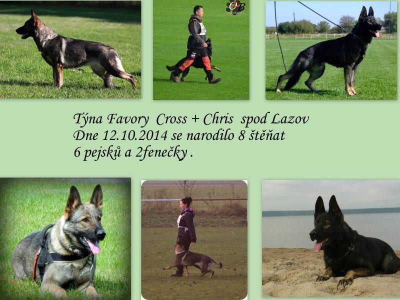 German Shepherd puppies with pedigree for sale