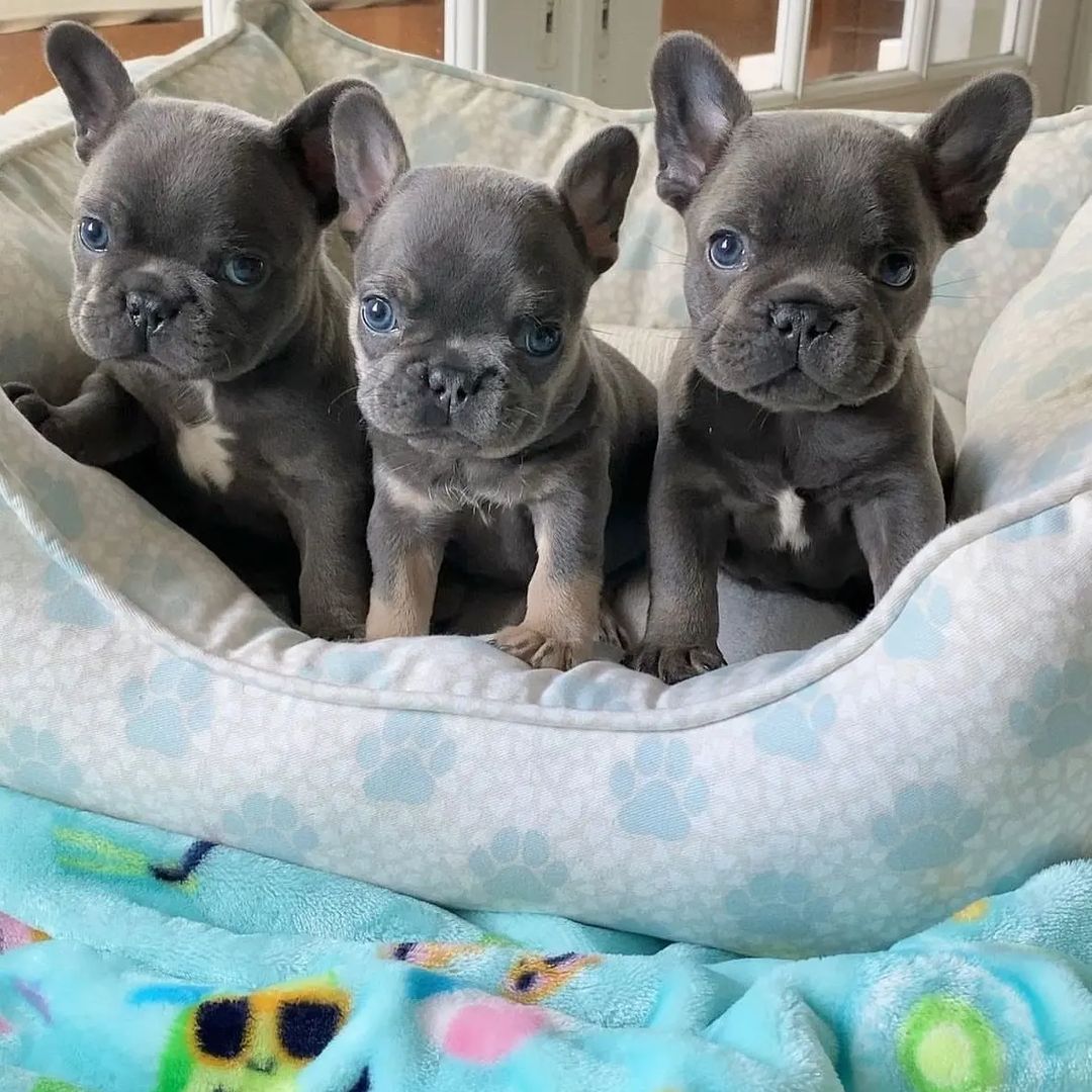 French bulldog puppies for sale .