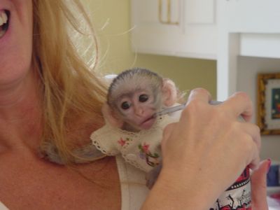 Adorable Healthy Capuchin Monkey For Adoption
