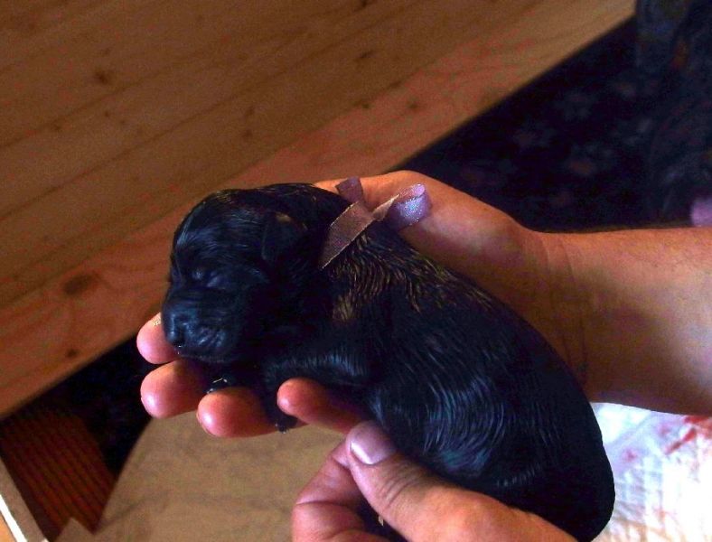 Kennel Tender Savage – FCI Puppies Black Giant Schnauzer