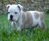 Cute and lovely English bull dog puppies ready for this 2011,