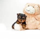 teacup yorkies puppies for a home