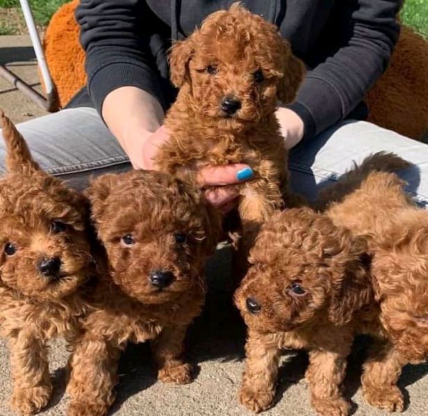 Toy Poodle Puppies whatsapp +420 734384520