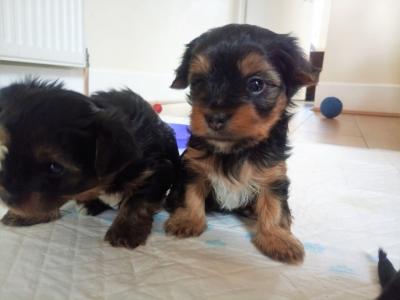 Yorkie puppies