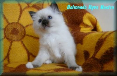 Sacred Birma kittens with pedigree
