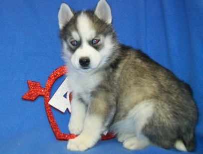    Blue Eyes Siberian Husky Puppies.