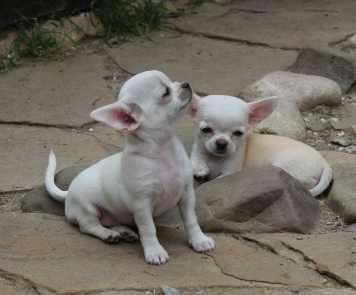 Chihuahua puppies