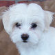 Outstanding Male and Female maltese puppies for adoption