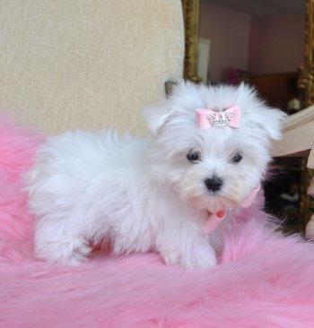 Beautiful Maltese Puppies