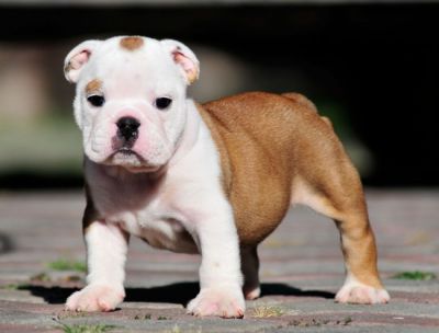 6 Week Urgent Adoption English bulldog puppy for adoption