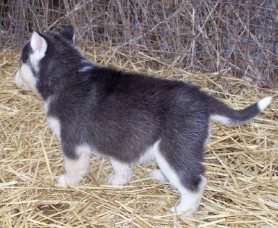Gorgeous Siberian husky puppies for sale