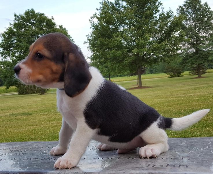 Adorable And Top Quality Beagle Puppies For Sale..