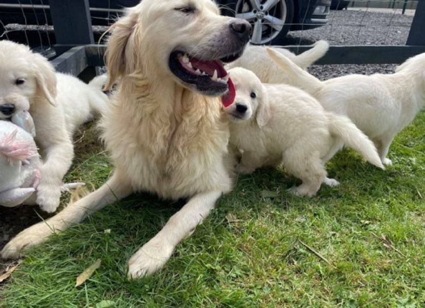 Cream kc Reg Golden Retriever puppies