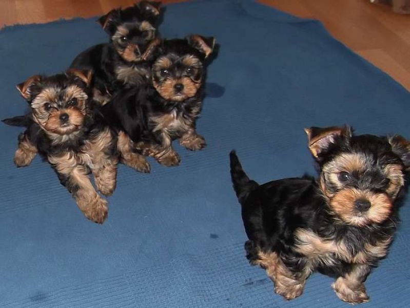 TEACUP YORKIE PUPPIES TEXT US ((201) 338-7436)