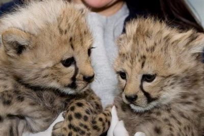 Lion cubs,Cheetah,tiger cubs, and Fennec foxes for sale