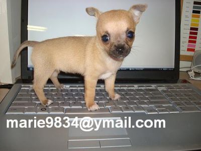 Adorable Chihuahua Puppy For Free Adoption