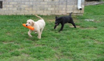 BABIES Pomeranian puppies for free adoption for good and caring home