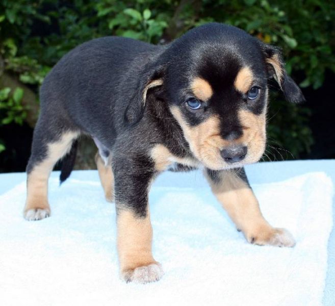 Perro sin pelo del Peru 5 beautiful puppies for sale