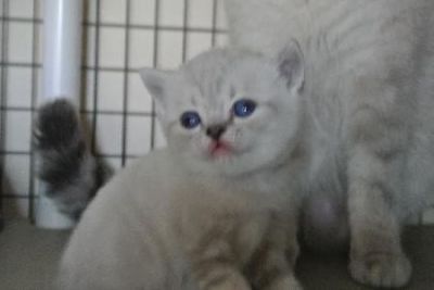 British Shorthair Dixylan Kittens for Adoption Now .