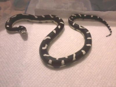 cute and adorable male and female king-snake Ball ,Piebald and Albino pythons for adoption