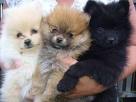 good looking Pomeranian puppies for adoption for any good home
