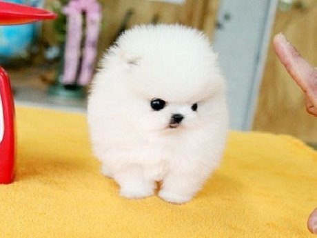 Pomeranian Puppies For Adoption