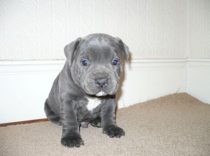Registered Premuim Showcase Staffordshire Bull Terrier Available!!!!