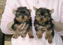 Lovely, playful Teacup Yorkie both female Yorkie (A K C Registered)