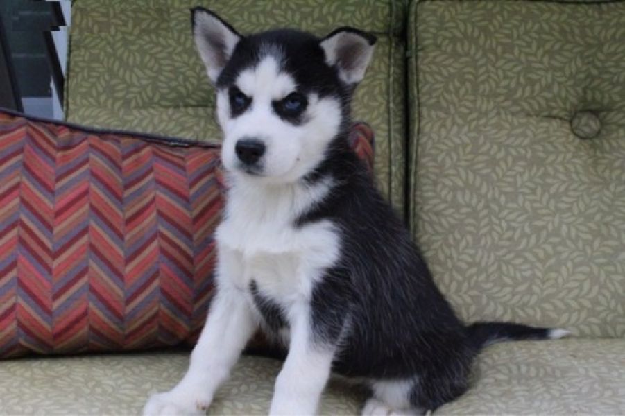 Blue Eyes Siberian Husky Puppies  on  Adoption.