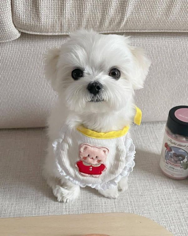 Cute playmate Maltese 
