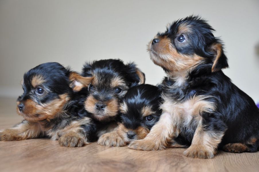 Tiny Yorkshire Terrier Puppies Kc Reg Full Pedigree