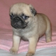 Pug Puppies Now Available.