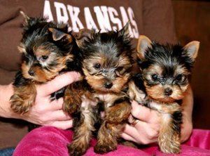 Gorgeous tiny teacup yorkie puppies for free adoption