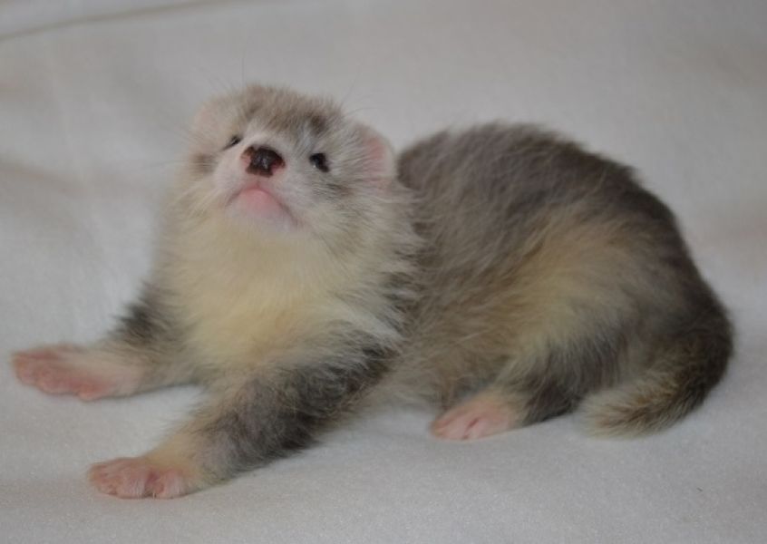 Ferret Angora – ½ Angora – Standard