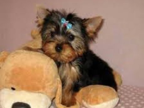 Beautiful Yorkshire Terriers