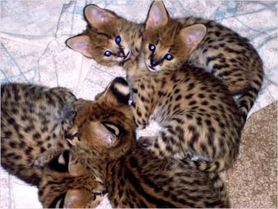 savannah ,ocelot kitten, serval kitten and margay kittens for sale. 