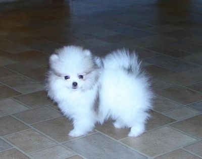 adorable pomarenian puppies for sale